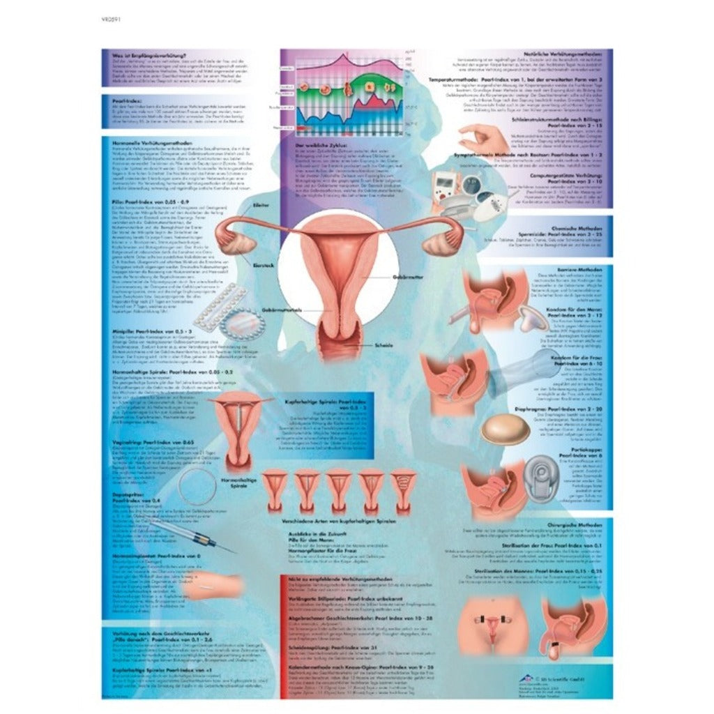 Anatomische kaart voor anticonceptie - 3B Scientific