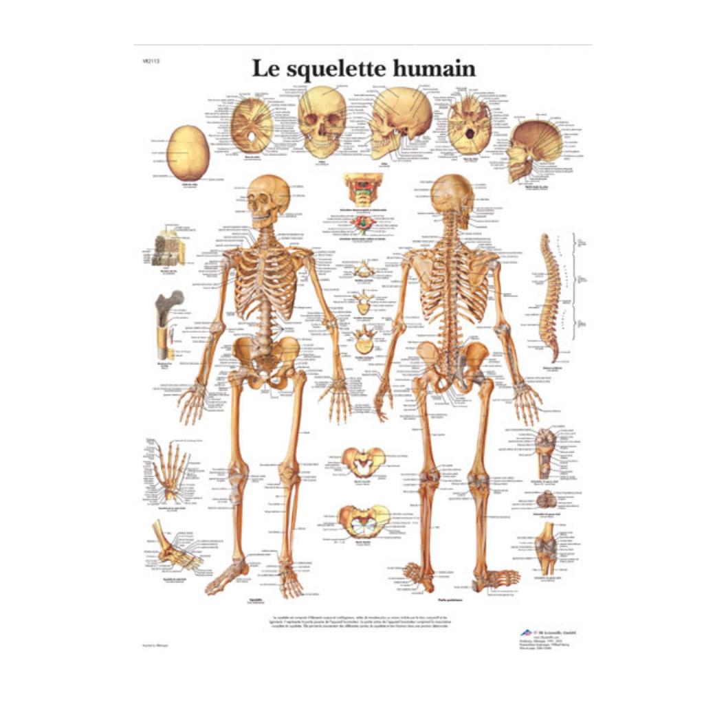 Anatomisch diagram van het menselijk skelet - 3B Wetenschappelijk